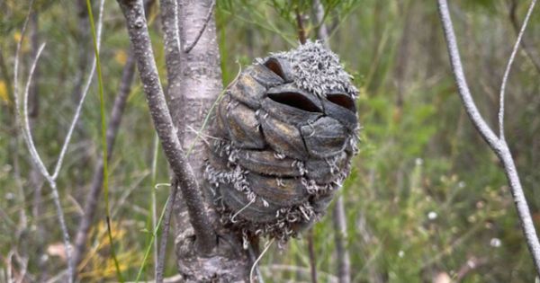 Woman Spots a Surprising Sight in the Forest