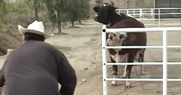 A Heartwarming Reunion: Karma and Her Calf Find Each Other