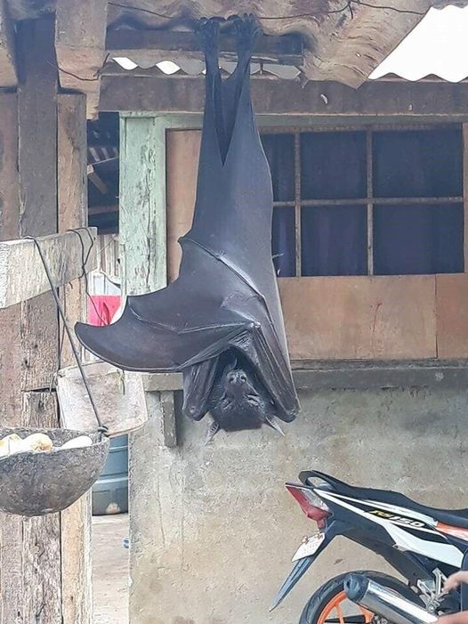 The Majestic Golden-Crowned Bats: Guardians of the Philippines