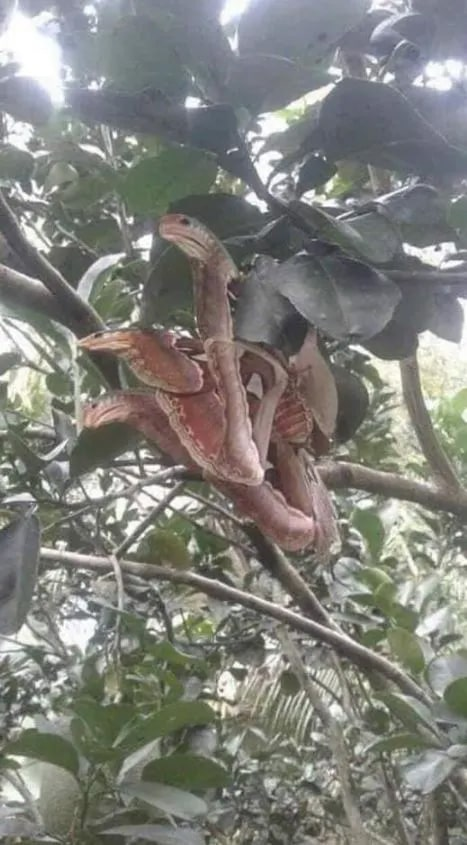 The Astonishing Camouflage of the Atlas Moth