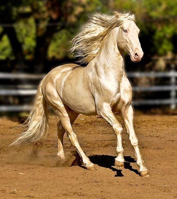 The Majestic Golden Horse: A Mesmerizing Beauty