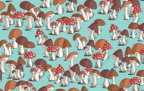 Can You Spot the Hidden Mouse Among the Mushrooms? Test Your IQ!