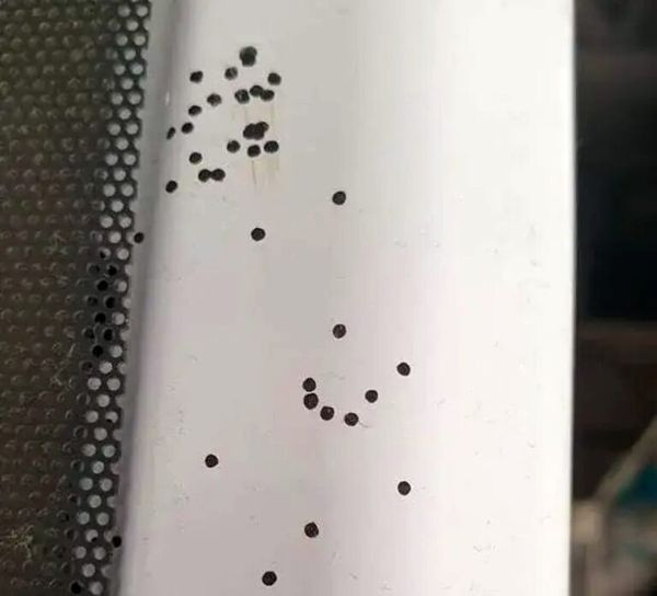 Unraveling the Mystery of Black Dots in Your Kitchen