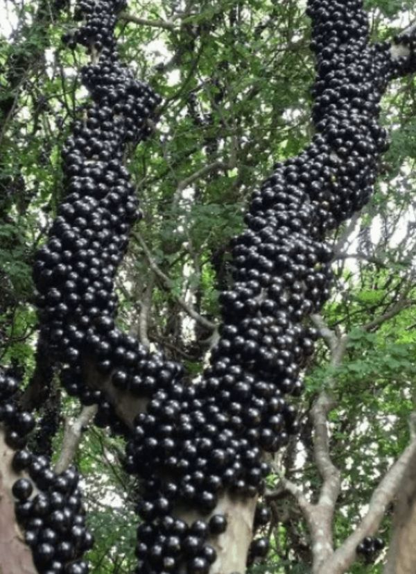 Discover the Secrets of Good Health with Jabuticaba Fruit