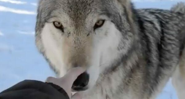 An Unforgettable Experience at the Colorado Wolf and Wildlife Center