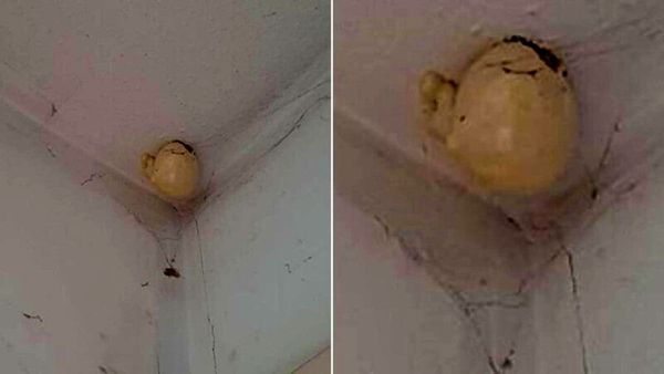 The Mystery of the Strange “Egg” Hanging from the Ceiling