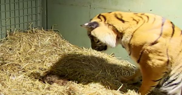 A Mother’s Instinct: Tiger’s Remarkable Birth Story