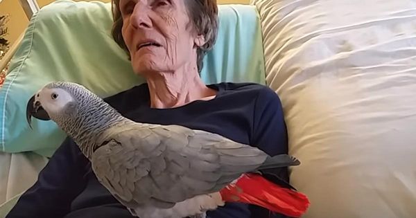 Dying Woman Says Final Farewell To Parrot Of 26 Years, Bird’s Response Leaves Everyone in Tears