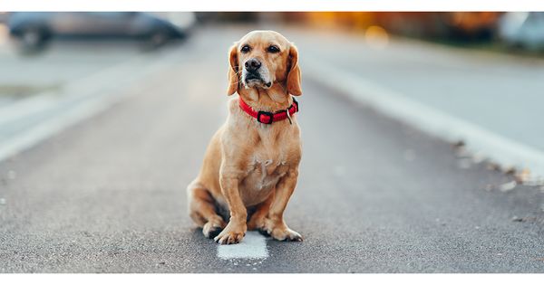 After Family Dog is Tragically Killed by Speeding Car, Their Bold Sign Leads to Neighborhood Conversation