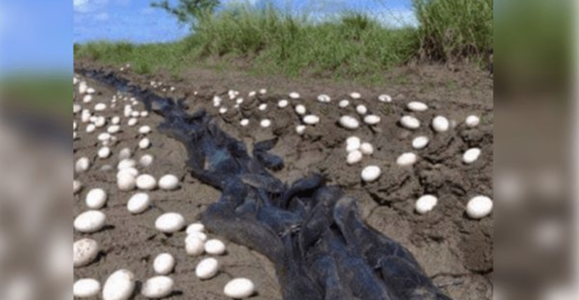 Farmer Discovers a Life-Changing Miracle in His Cornfield