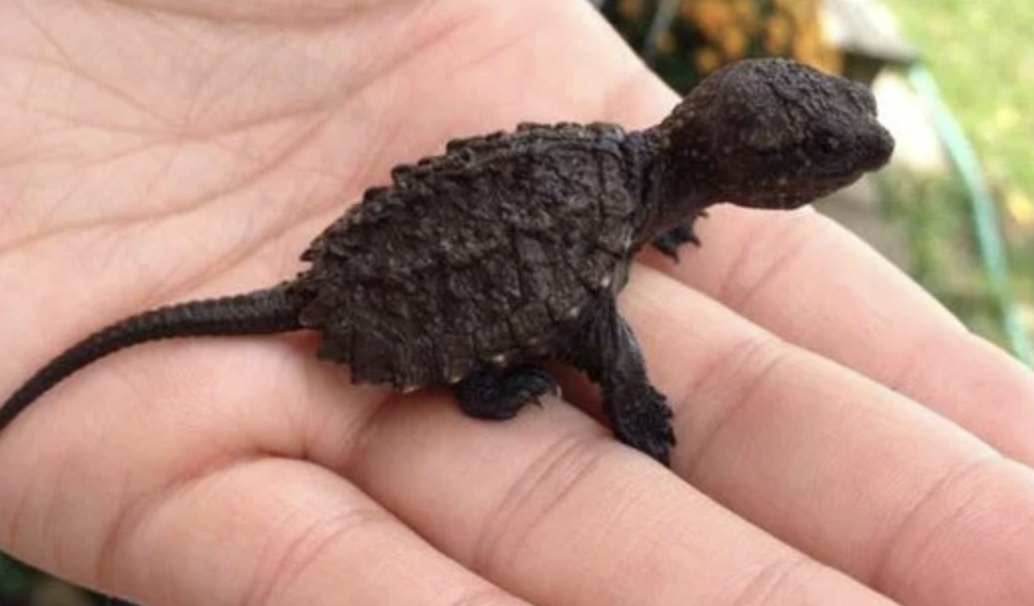 Young Girl Saves Endangered Lizard, Becomes a Wildlife Hero