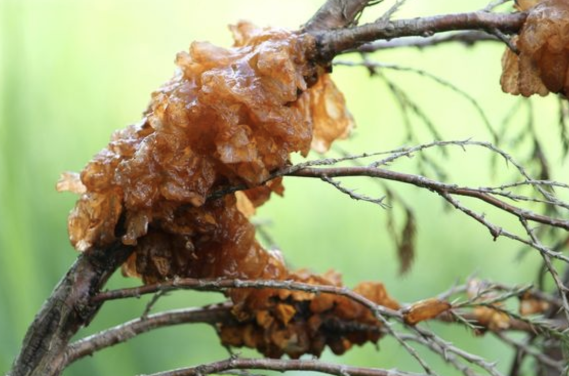 Identifying Cedar-Apple Rust