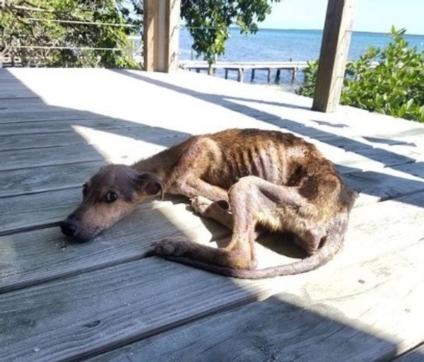 The Heartwarming Rescue of a Starving Dog on a Desert Island