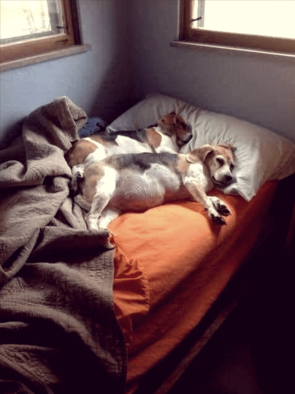 Science Shows That Women Sleep Better Next To Dogs Than Men