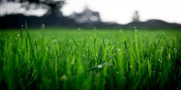 Poor Man Discovers Hidden Fortune in His Lawn!