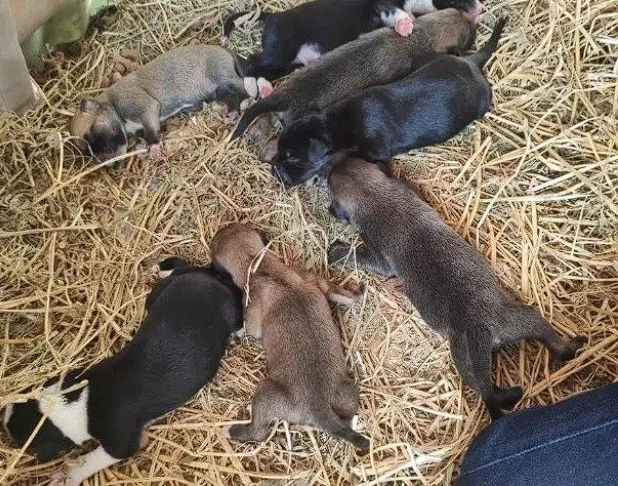 A Heartwarming Christmas Story: Stray Dog and Her Puppies Find Shelter in Nativity Scene